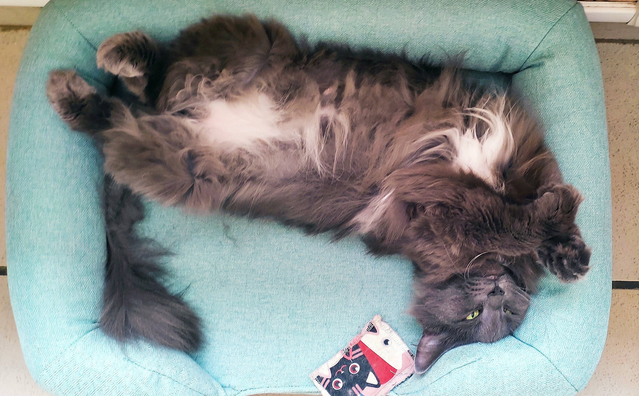 Logodenn a rejoint le concours — aidez-le/la à gagner de superbes lots ! carmine, carnivore, cat, claw, comfort, companion_dog, dog_breed, felidae, fur, liver, maine_coon, nap, natural_material, paw, small_to_medium_sized_cats, sporting_group, tail, vehicle, whiskers