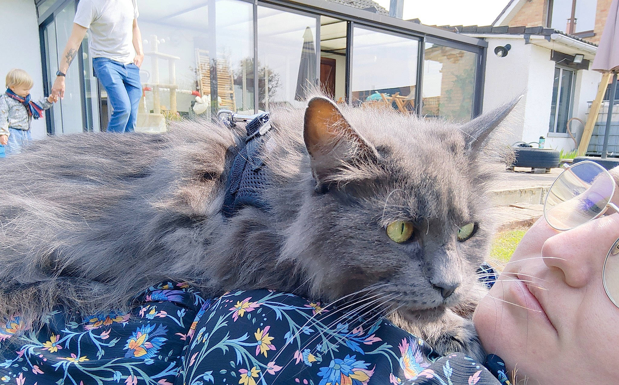 Logodenn participe au concours pour gagner de l'argent avec cette photo : carnivore, cat, comfort, domestic_short_haired_cat, electric_blue, felidae, fur, pattern, russian_blue, small_to_medium_sized_cats, snout, whiskers