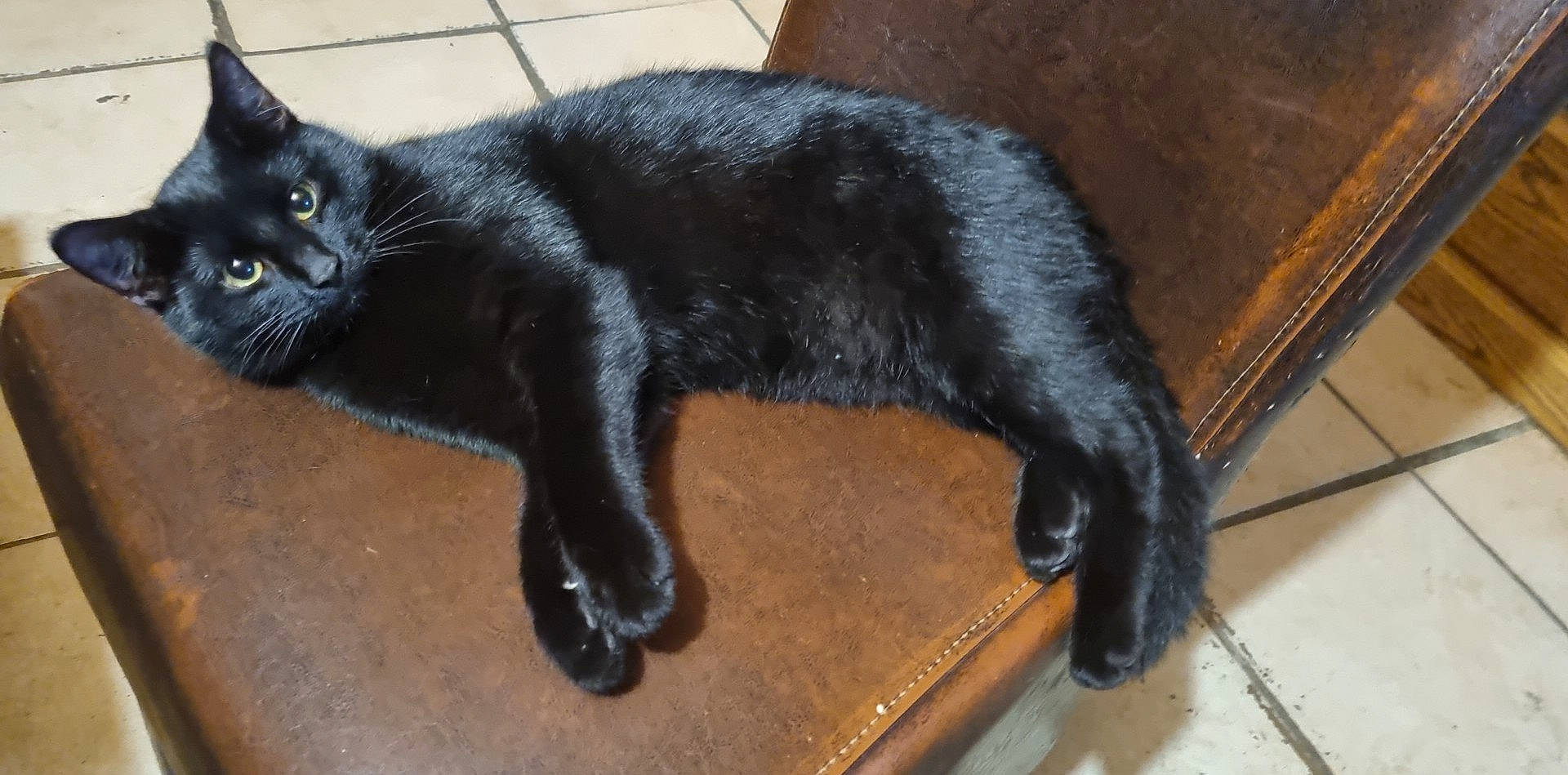 Texas participe au concours pour gagner de l'argent avec cette photo : black_cat, bombay, carnivore, cat, claw, domestic_short_haired_cat, felidae, flooring, fur, paw, small_to_medium_sized_cats, snout, tail, terrestrial_animal, whiskers