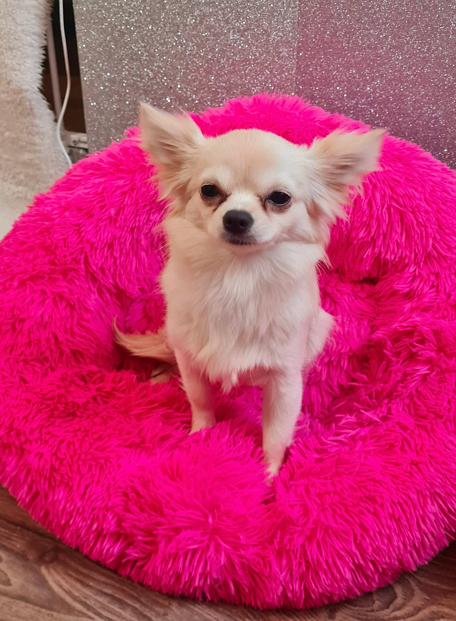 Harley participe au concours pour gagner de l'argent avec cette photo : canidae, carnivore, chihuahua, companion_dog, dog, dog_breed, dog_clothes, dog_supply, event, fashion_accessory, fawn, fur, magenta, pet_supply, pink, plant, snout, sporting_group, toy_dog, whiskers