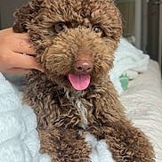 Tobby is registered to the contest to win money with this photo: dog, brown, curly_hair, pet, tongue_out, blanket, hand, indoor, bed, cute, animal, fur, cozy, relaxed, portrait, friendly, companion, domestic, paw, sleepy