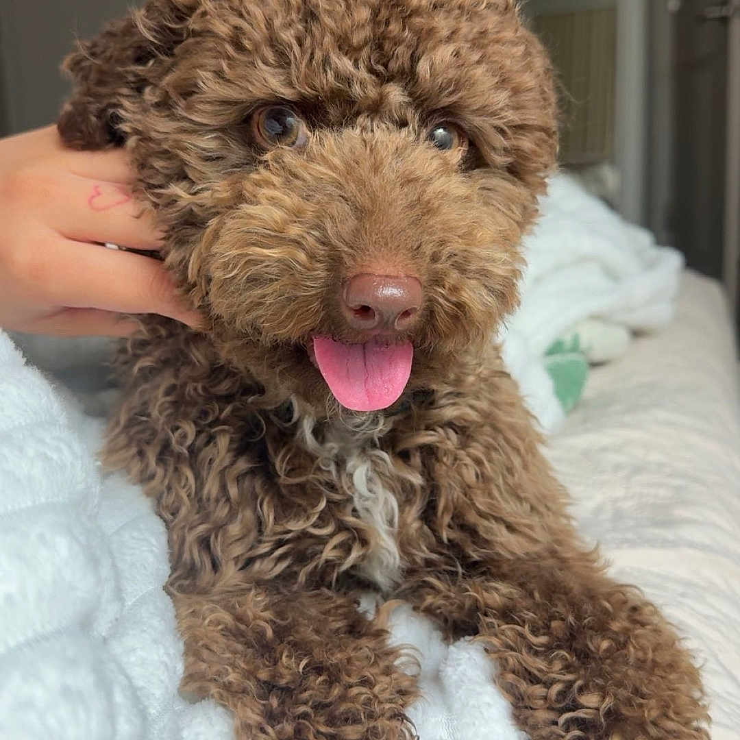 Tobby is registered to the contest to win money with this photo: dog, brown, curly_hair, pet, tongue_out, blanket, hand, indoor, bed, cute, animal, fur, cozy, relaxed, portrait, friendly, companion, domestic, paw, sleepy