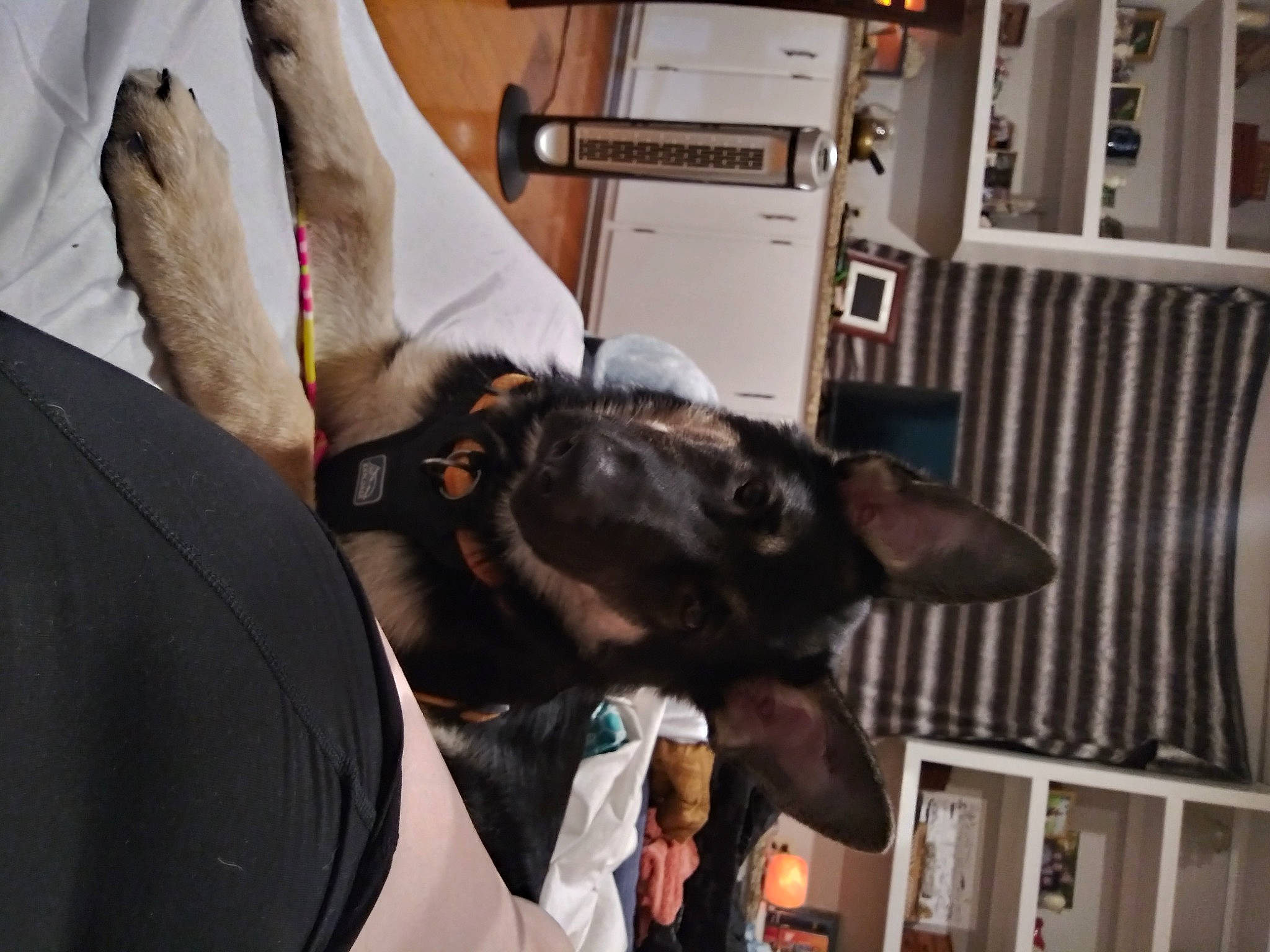 Abel joined the competition — help win amazing prizes! canidae, carnivore, collar, companion_dog, dog, dog_breed, dog_collar, ear, fawn, fur, guard_dog, kitchen_appliance, mammal, snout, sporting_group, vertebrate, whiskers, window, working_animal, working_dog