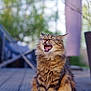cat, tabby, fluffy, yawning, outdoor, deck, wooden_floor, furniture, blurred_background, nature, pet, animal, whiskers, sitting, mouth_open, fur, daylight, closeup, expression, domestic_cat