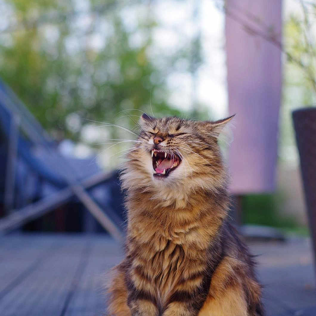 Minette a rejoint le concours — aidez-le/la à gagner de superbes lots ! animal, blurred_background, cat, closeup, daylight, deck, domestic_cat, expression, fluffy, fur, furniture, mouth_open, nature, outdoor, pet, sitting, tabby, whiskers, wooden_floor, yawning