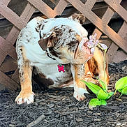 Stella joined the competition — help win amazing prizes! bulldog, dog, flower, garden, plant, green_leaves, lattice_fence, outdoor, pet, curious, sniffing, brown_spots, white_fur, collar, tag, mulch, sunlight, close_up, animal, nature