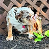 bulldog, dog, flower, garden, plant, green_leaves, lattice_fence, outdoor, pet, curious, sniffing, brown_spots, white_fur, collar, tag, mulch, sunlight, close_up, animal, nature