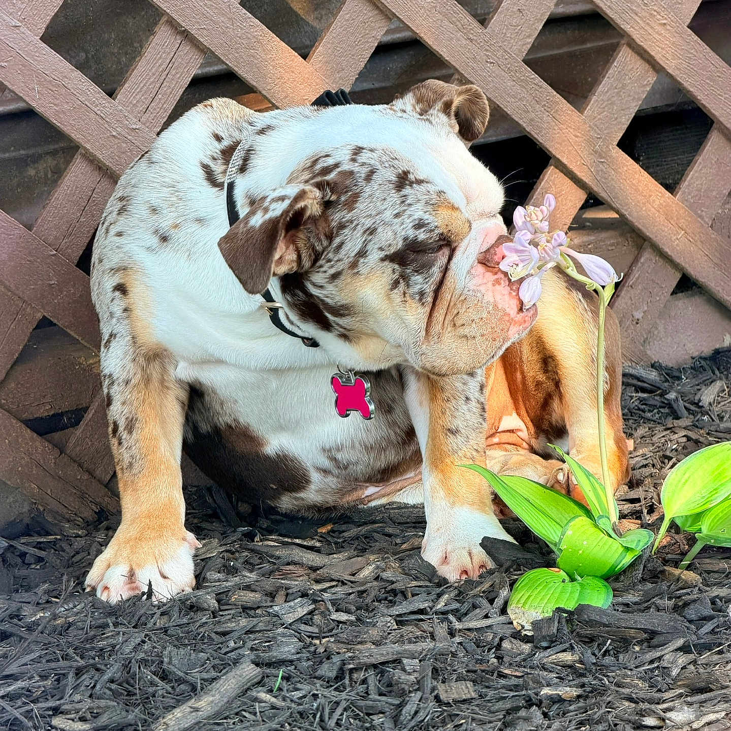 Stella