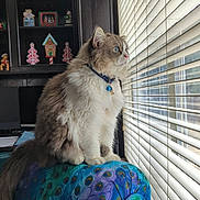Maple is registered to the contest to win money with this photo: animal, bell, blinds, blue_eyes, cabinet, cat, chair, collar, cozy, fluffy, furniture, gray_and_white, holiday_decorations, indoors, miniature_houses, peacock_pattern, pet, portrait, sitting, window