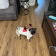 Lucy Jackson joined the competition — help win amazing prizes! dog, pug, pet, indoor, floor, wooden_floor, sweater, clothing, heart, valentine, living_room, furniture, table, couch, plant, curious, cute, small_dog, antennas, looking_up