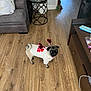 dog, pug, pet, indoor, floor, wooden_floor, sweater, clothing, heart, valentine, living_room, furniture, table, couch, plant, curious, cute, small_dog, antennas, looking_up