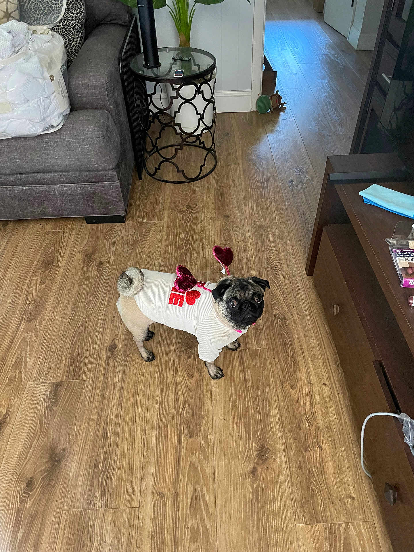 Lucy Jackson joined the competition — help win amazing prizes! dog, pug, pet, indoor, floor, wooden_floor, sweater, clothing, heart, valentine, living_room, furniture, table, couch, plant, curious, cute, small_dog, antennas, looking_up
