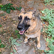 Luna joined the competition — help win amazing prizes! animal, canine, collar, dirt, dog, ears, fur, garden, german_shepherd, happy, leaves, nature, outdoor, path, paws, pet, plants, portrait, sitting, smiling