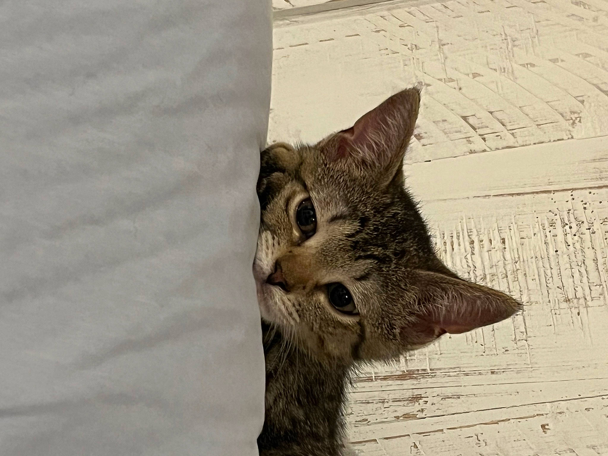 Zoey is registered to the contest to win money with this photo: art, carnivore, cat, claw, domestic_short_haired_cat, fawn, felidae, fur, owl, pattern, small_to_medium_sized_cats, snout, tail, terrestrial_animal, tree, visual_arts, whiskers, wildlife, wood