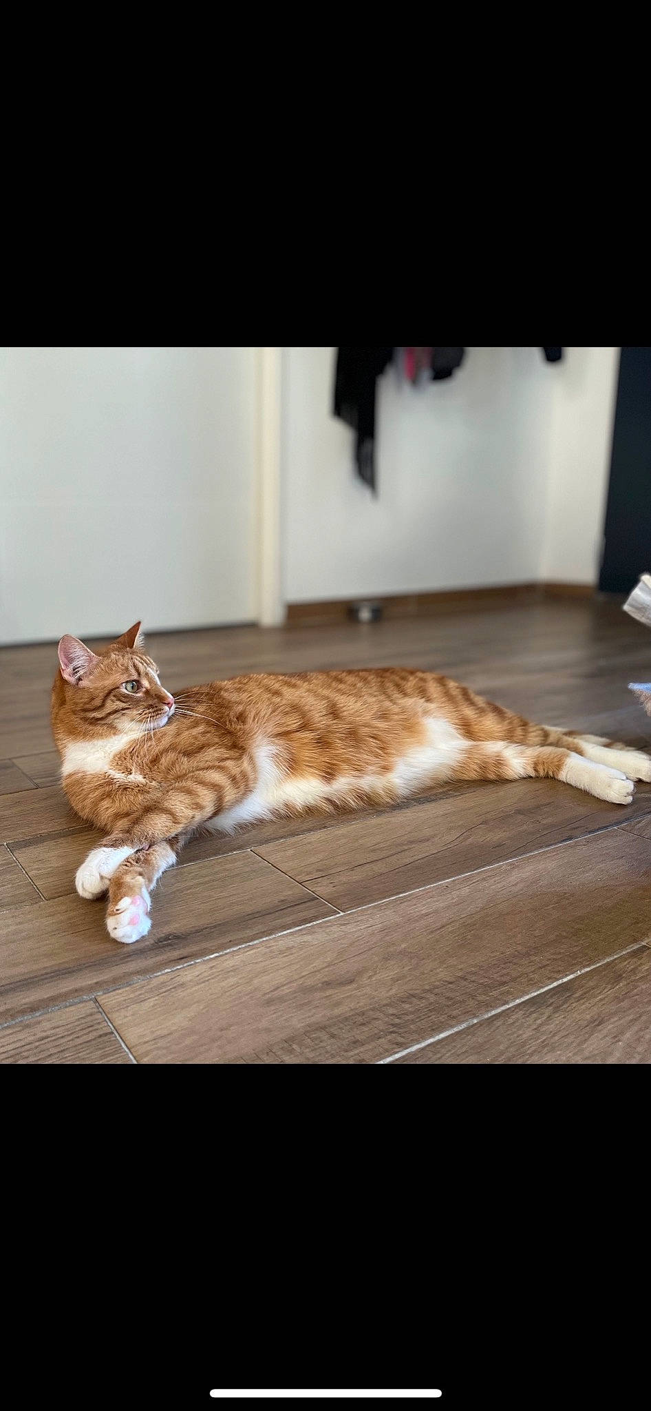 Rafale participe au concours pour gagner de l'argent avec cette photo : brown, carnivore, cat, comfort, domestic_short_haired_cat, fawn, felidae, floor, flooring, fur, hardwood, laminate_flooring, paw, prayer_rug, room, small_to_medium_sized_cats, tail, whiskers, wood, wood_flooring