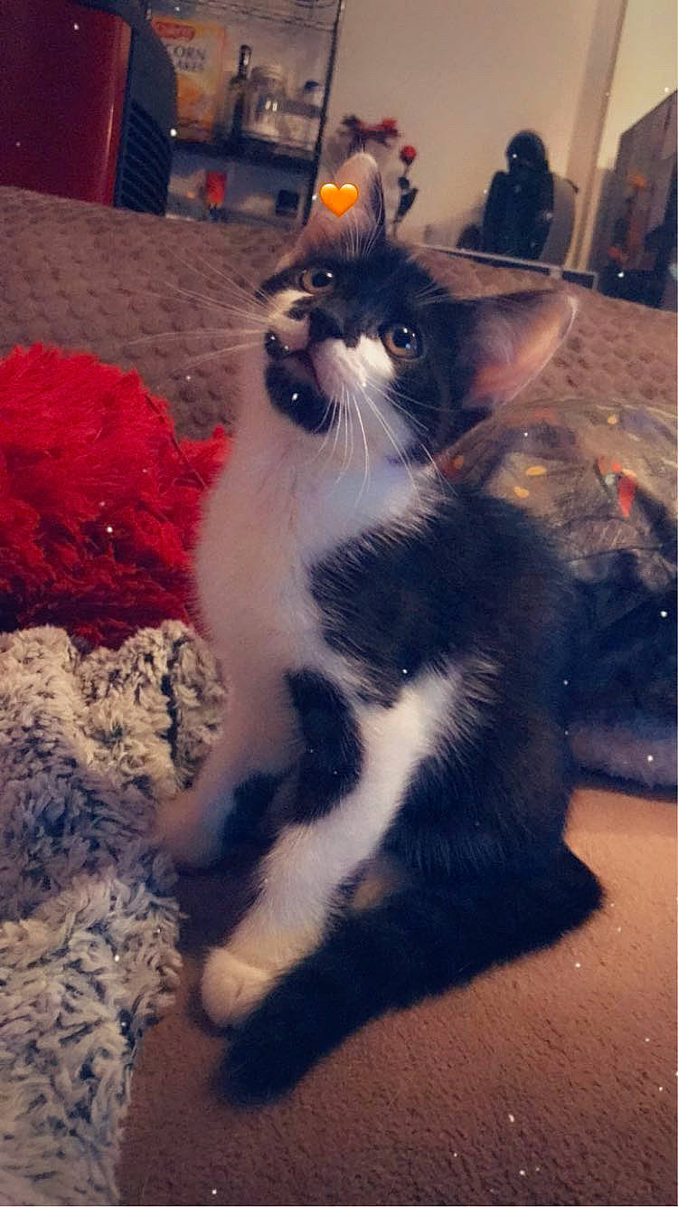 Pio participe au concours pour gagner de l'argent avec cette photo : carnivore, cat, cloud, domestic_short_haired_cat, felidae, floor, flooring, foot, fur, hardwood, human_leg, meteorological_phenomenon, paw, sky, small_to_medium_sized_cats, snout, tail, tints_and_shades, whiskers, wood