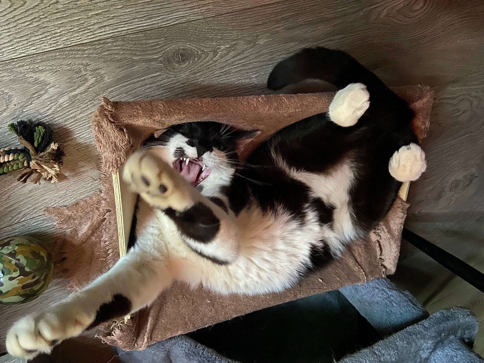 Pio a rejoint le concours — aidez-le/la à gagner de superbes lots ! canidae, carnivore, cat, claw, comfort, companion_dog, dog_breed, domestic_short_haired_cat, felidae, foot, fur, human_leg, lap, nap, paw, small_to_medium_sized_cats, snout, sporting_group, tail, whiskers