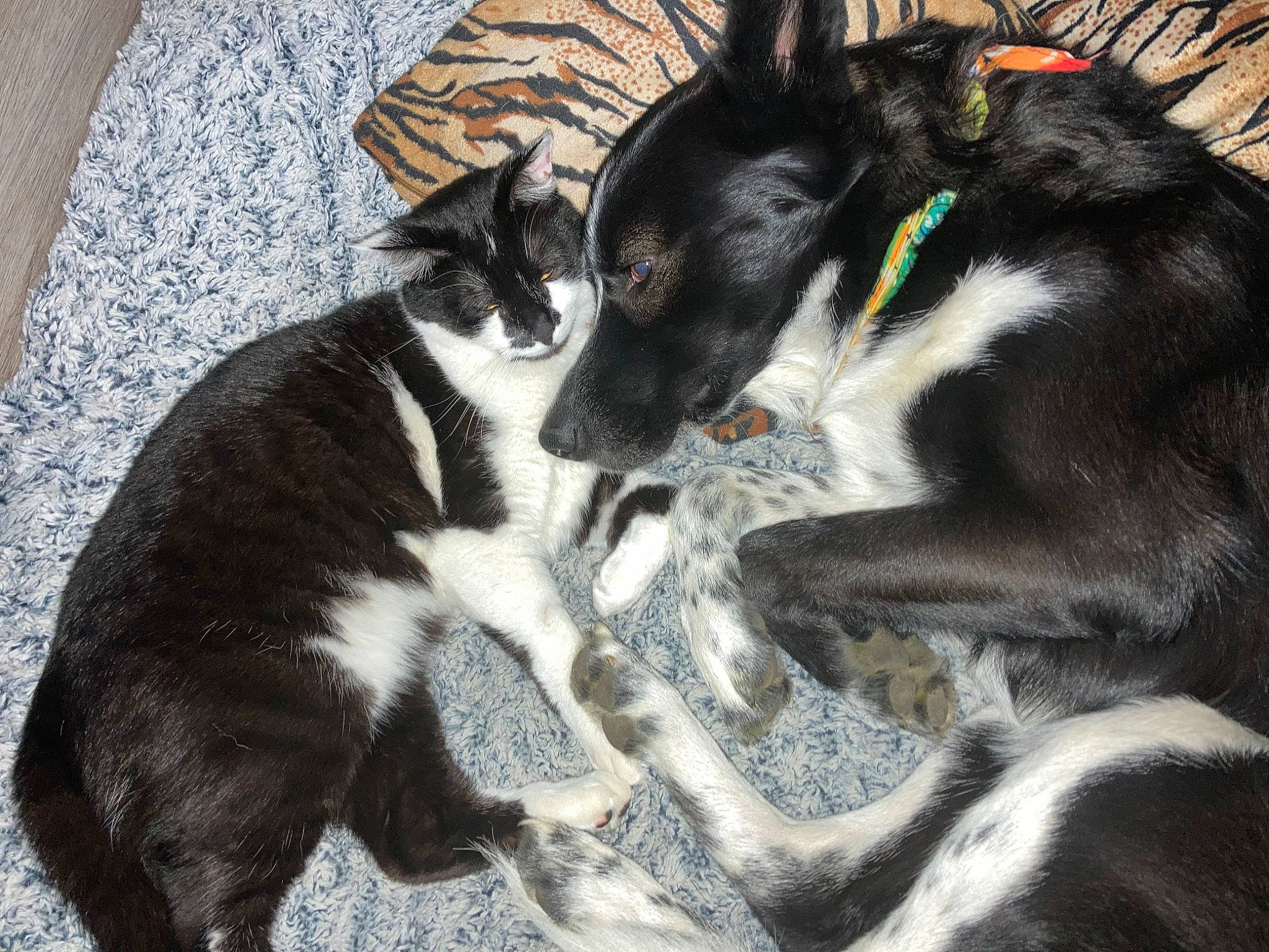 Pio participe au concours pour gagner de l'argent avec cette photo : canidae, carnivore, claw, companion_dog, dog, dog_breed, felidae, fur, herding_dog, nap, non_sporting_group, paw, puppy, small_to_medium_sized_cats, sporting_group, tail, whiskers, working_animal, working_dog