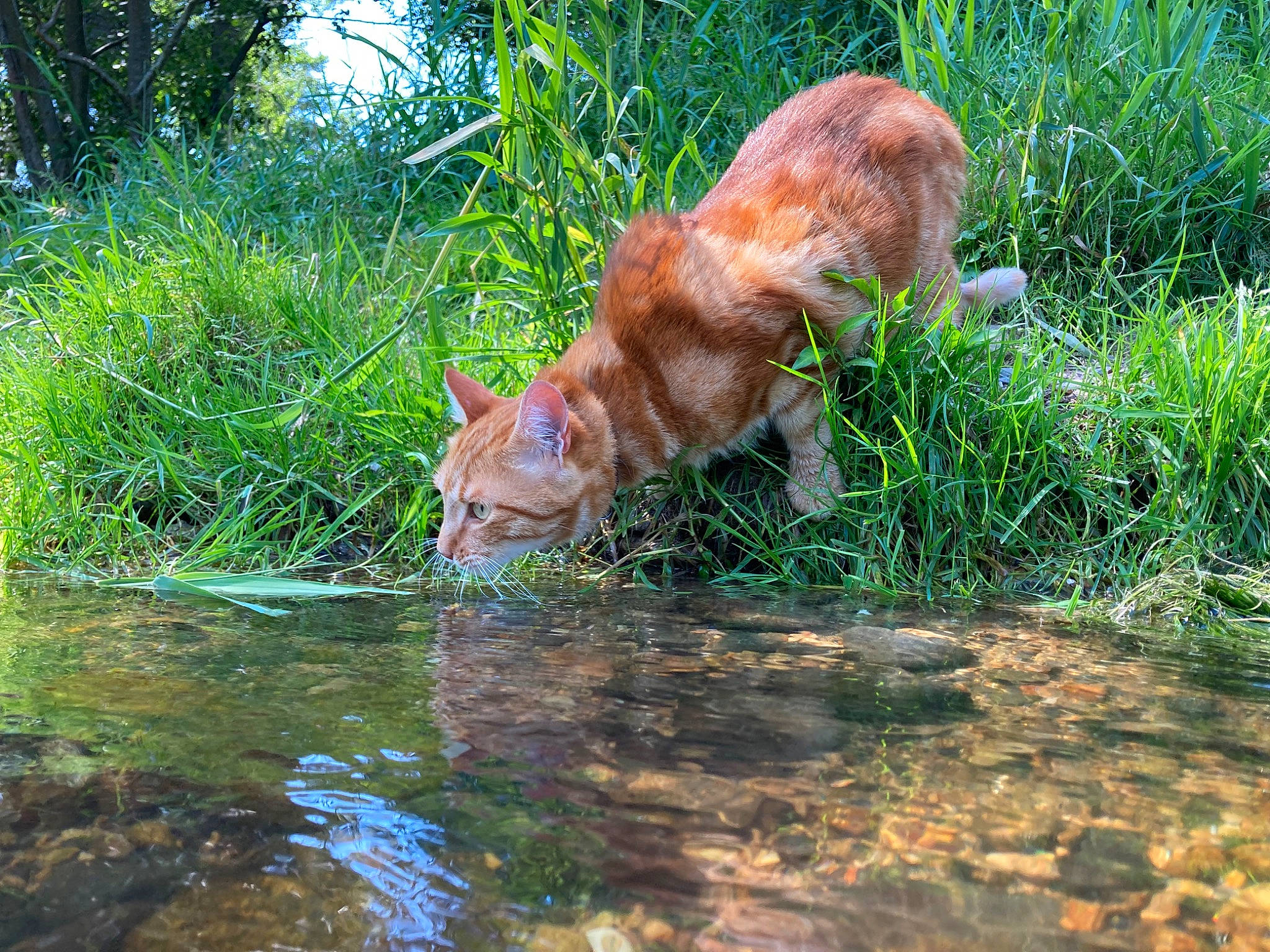Fifou a rejoint le concours — aidez-le/la à gagner de superbes lots ! bank, canidae, carnivore, dog_breed, fawn, felidae, grass, grass_family, groundcover, human_leg, natural_landscape, plant, small_to_medium_sized_cats, snout, sporting_group, tail, terrestrial_animal, water, whiskers, wood
