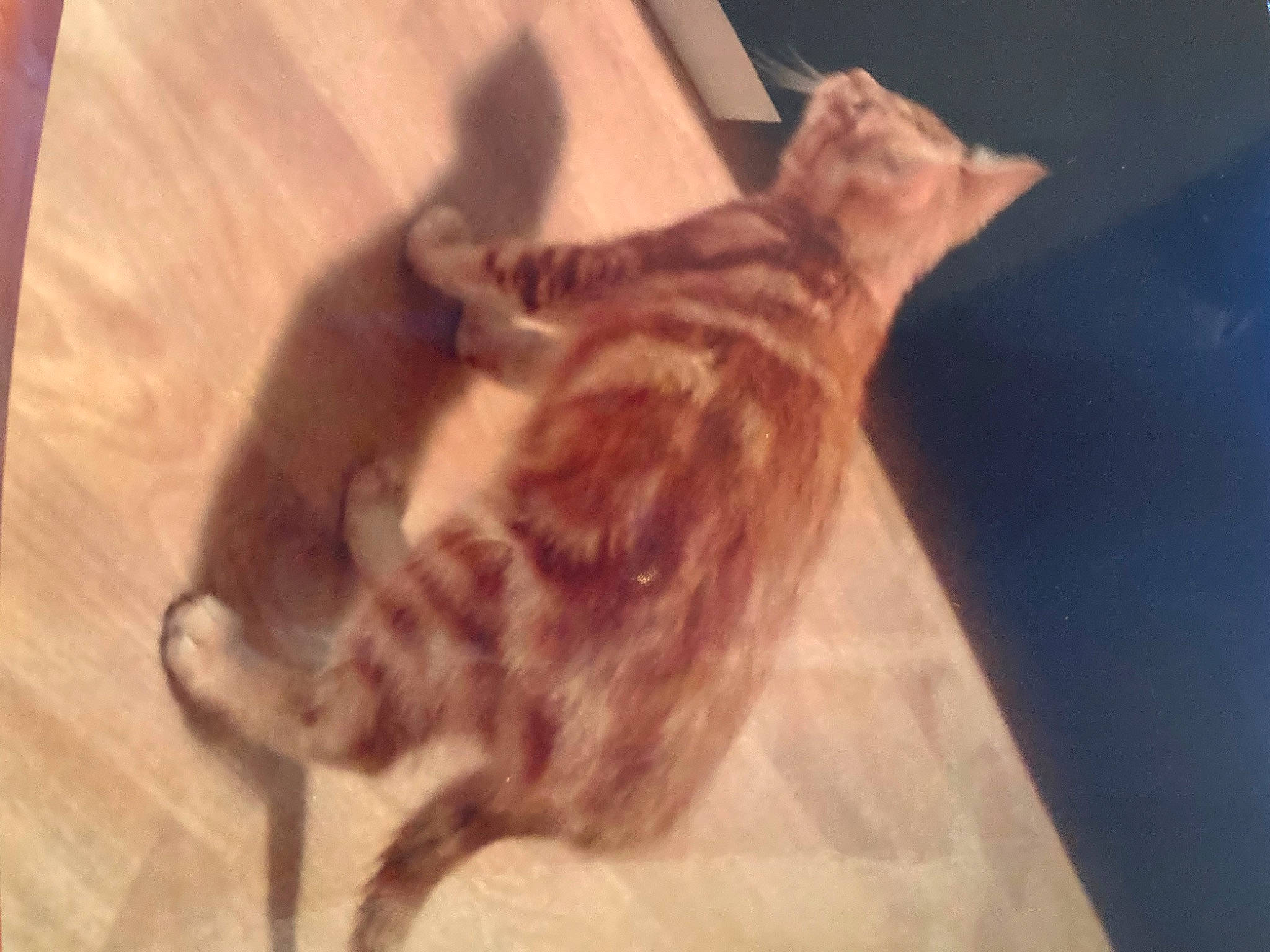 Fifou a rejoint le concours — aidez-le/la à gagner de superbes lots ! carnivore, cat, claw, dog_breed, domestic_short_haired_cat, fawn, felidae, flooring, fur, hardwood, liver, paw, small_to_medium_sized_cats, tail, terrestrial_animal, whiskers, wood, wood_flooring, wood_stain