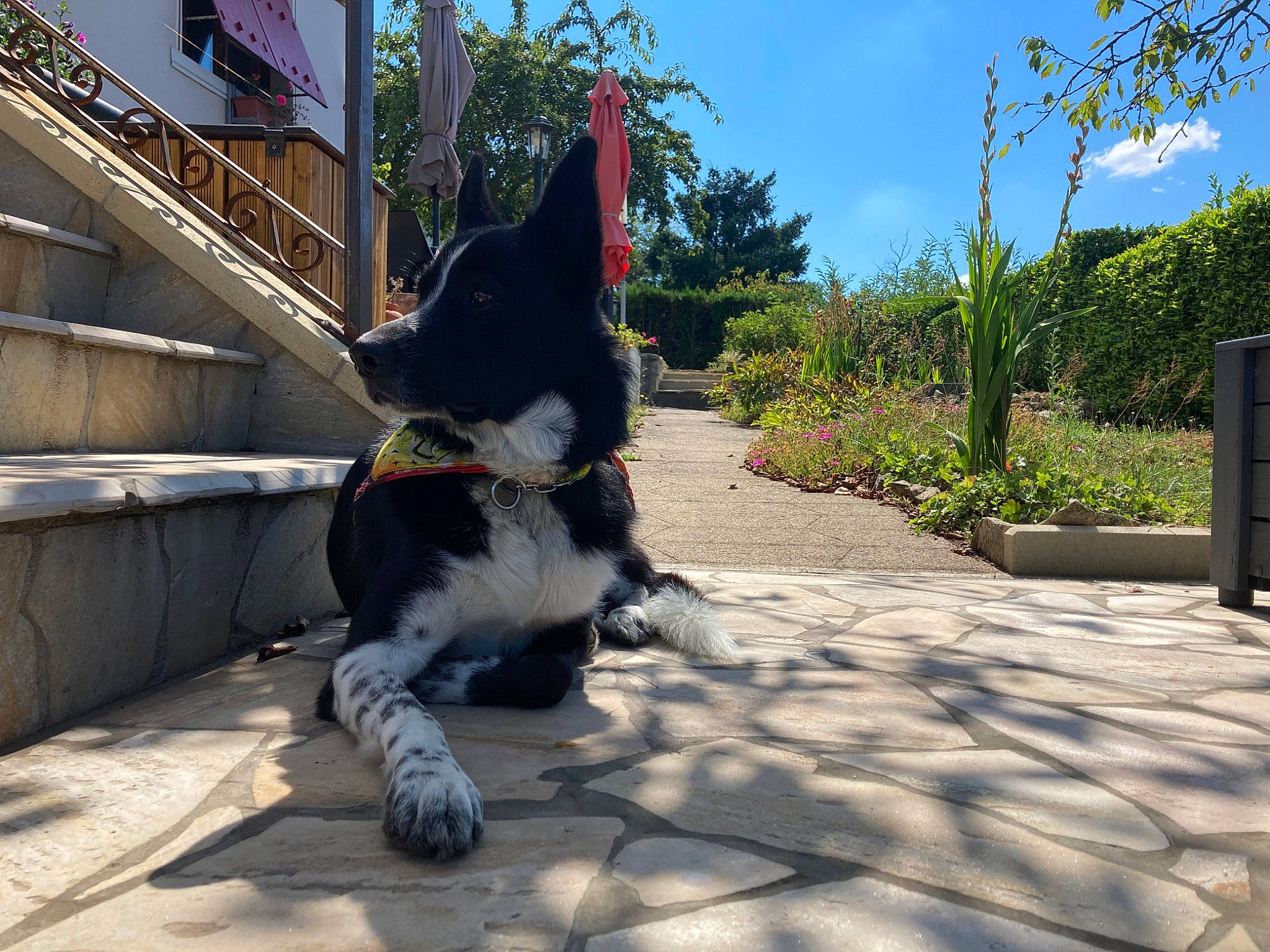 Rocky participe au concours pour gagner de l'argent avec cette photo : asphalt, carnivore, cloud, companion_dog, dog_breed, domestic_short_haired_cat, felidae, fur, plant, road, road_surface, sidewalk, sitting, sky, small_to_medium_sized_cats, snout, street, tail, tree, whiskers