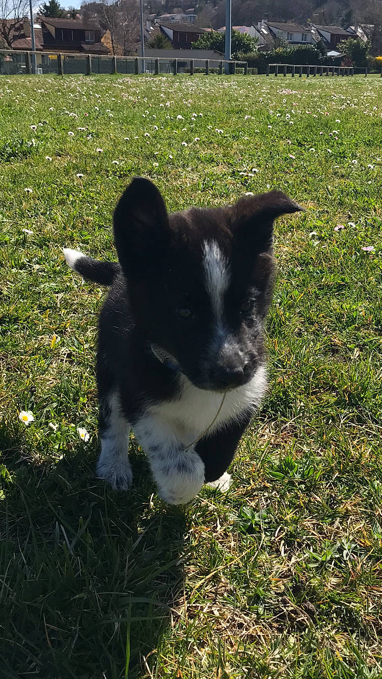 Rocky a rejoint le concours — aidez-le/la à gagner de superbes lots ! canidae, carnivore, cat, companion_dog, dog_breed, felidae, fur, grass, grassland, groundcover, herbaceous_plant, human_leg, pasture, plant, small_to_medium_sized_cats, snout, tail, terrestrial_animal, whiskers, working_animal