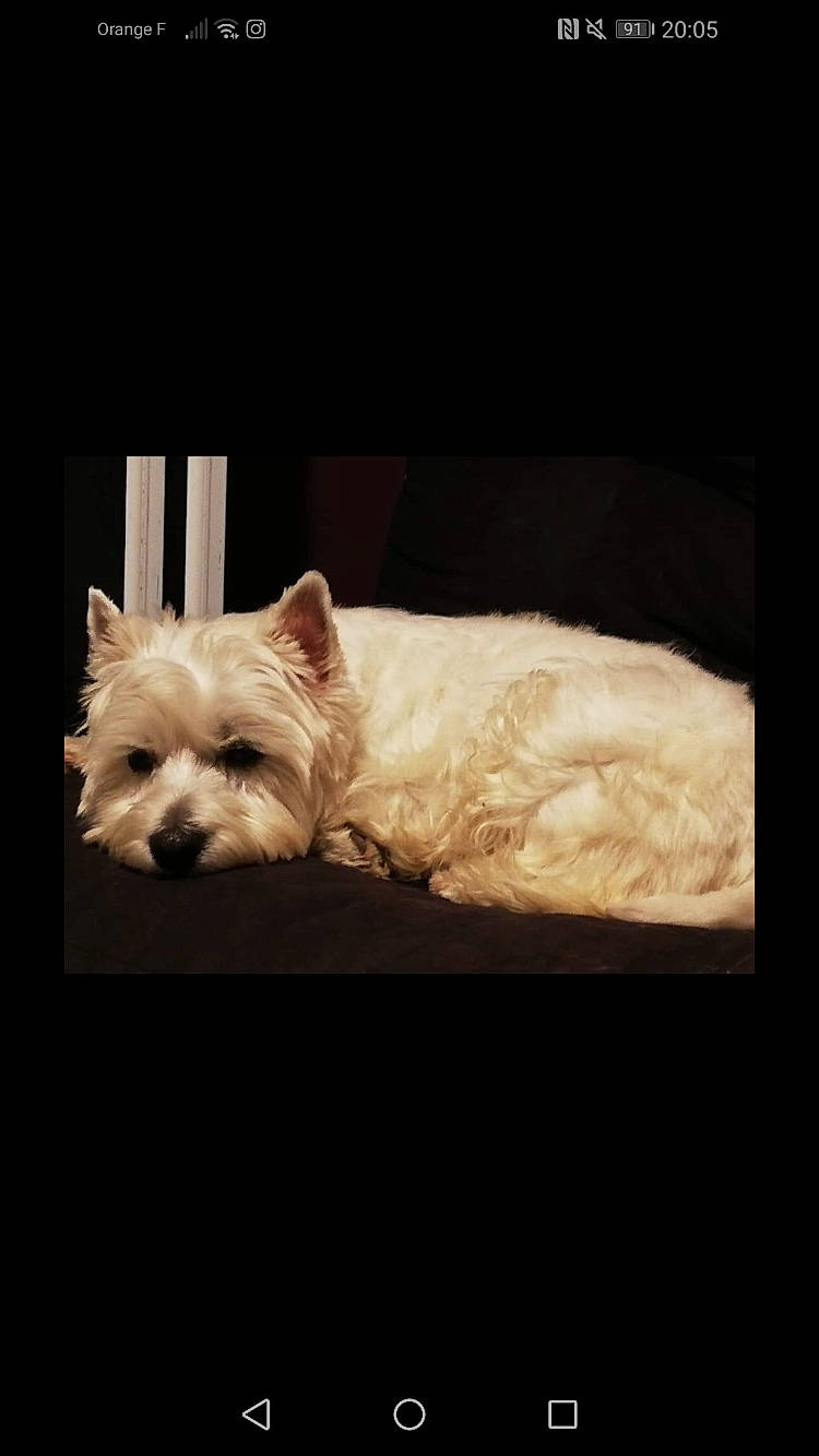 Look a rejoint le concours — aidez-le/la à gagner de superbes lots ! biewer_terrier, canidae, carnivore, comfort, companion_dog, dog, dog_breed, dog_supply, fawn, fur, non_sporting_group, small_terrier, snout, sporting_group, terrestrial_animal, terrier, toy_dog, whiskers, working_animal, working_terrier