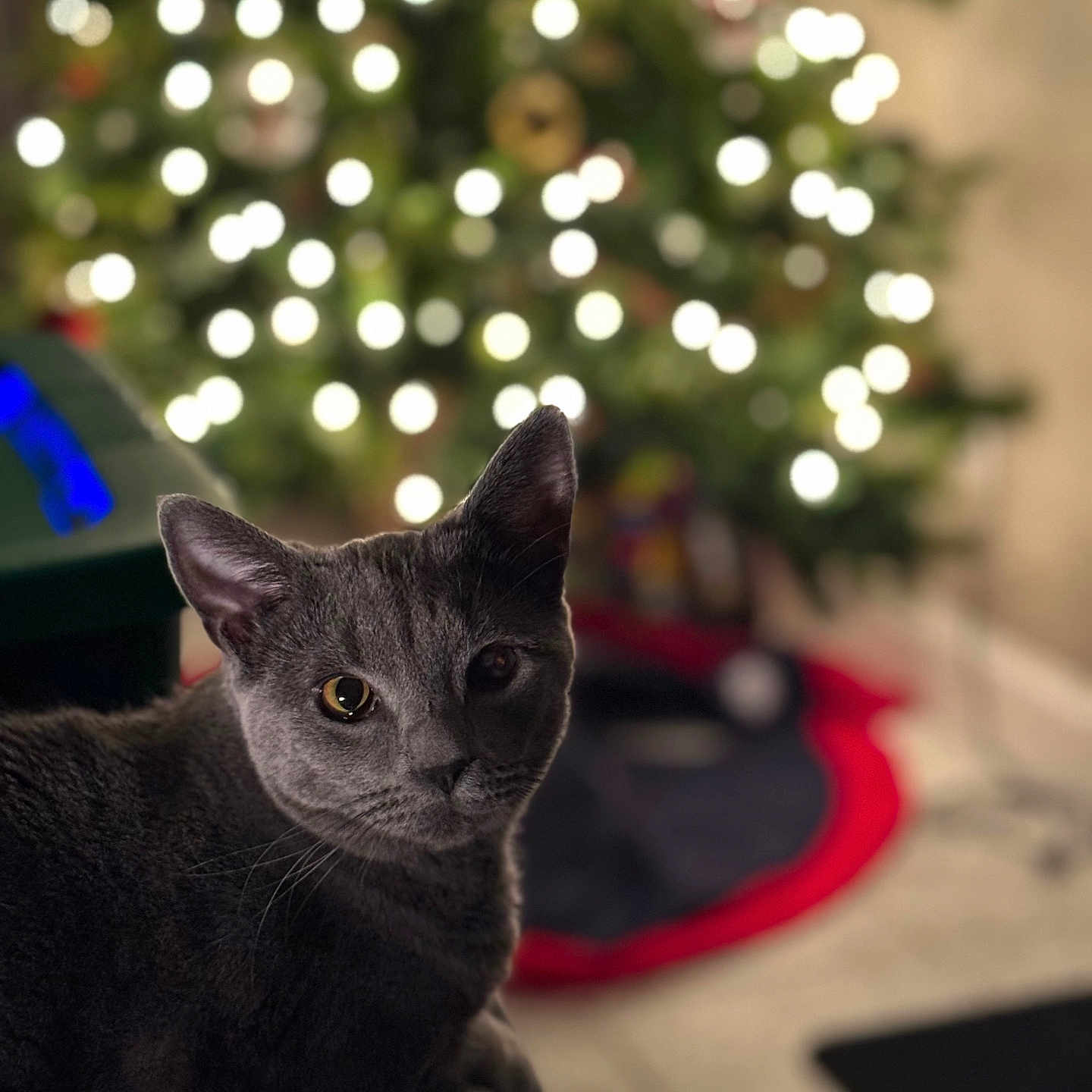 Amelia