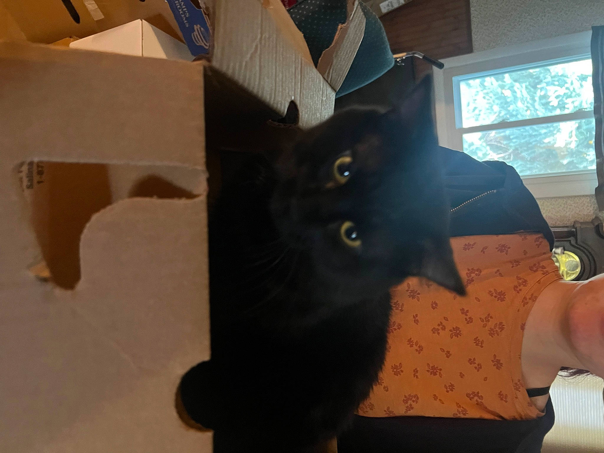 Smokey joined the competition — help win amazing prizes! black_cat, box, cardboard, carnivore, carton, cat, domestic_short_haired_cat, felidae, fur, gesture, hardwood, packaging_and_labeling, paper_product, room, shipping_box, small_to_medium_sized_cats, tail, whiskers, window, wood