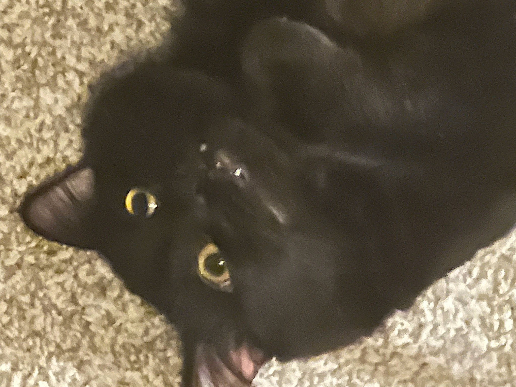 Smokey is registered to the contest to win money with this photo: black_cat, bombay, carnivore, cat, domestic_short_haired_cat, felidae, fur, plant, small_to_medium_sized_cats, snout, terrestrial_animal, whiskers