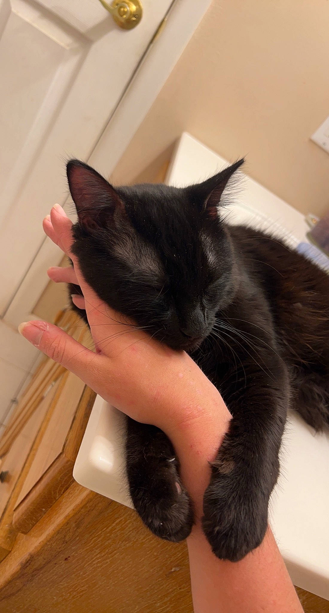 Smokey joined the competition — help win amazing prizes! black_cat, carnivore, cat, claw, comfort, domestic_short_haired_cat, ear, felidae, foot, fur, gesture, human_leg, lap, nail, paw, small_to_medium_sized_cats, snout, tail, thumb, whiskers