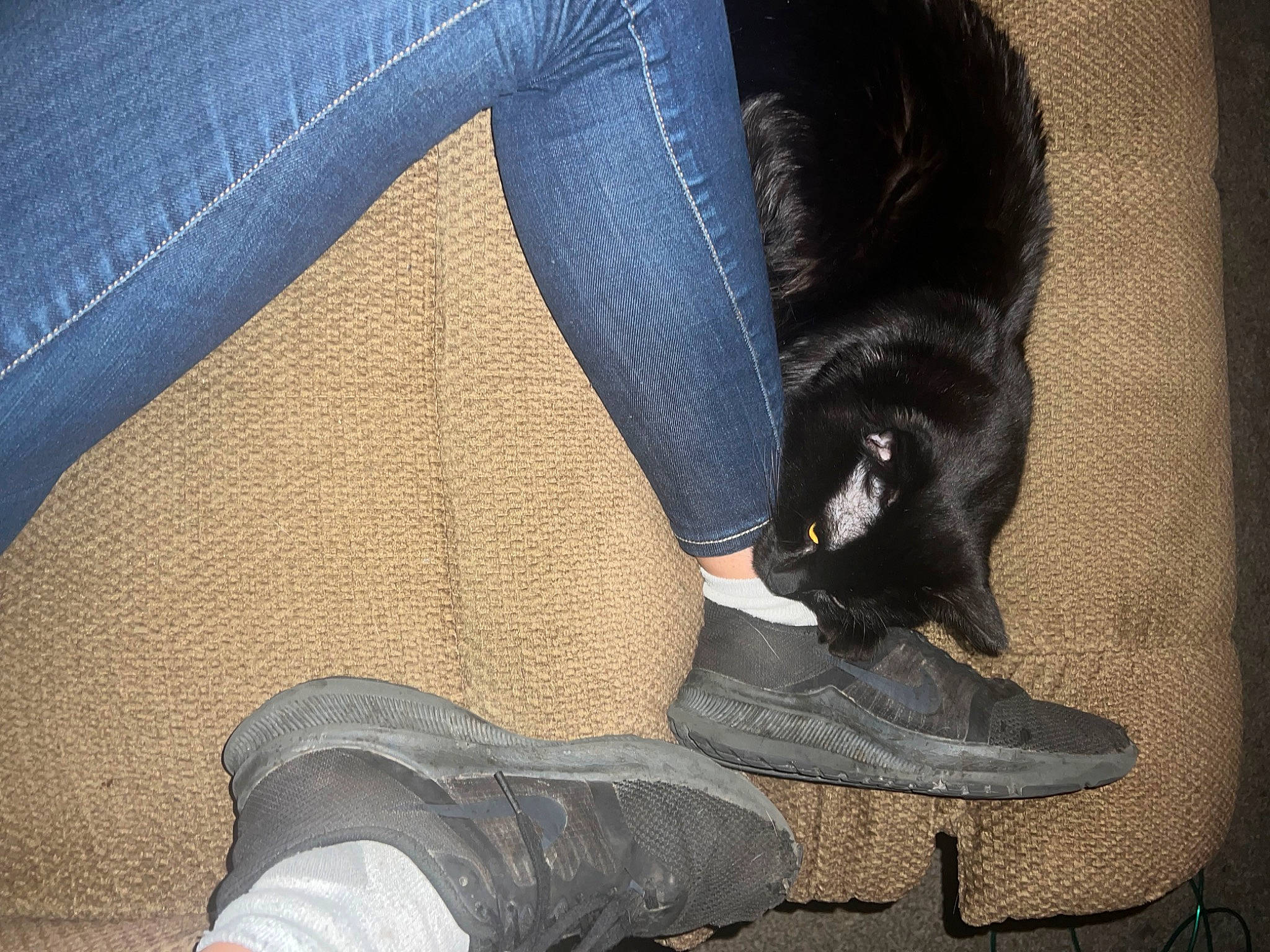 Smokey joined the competition — help win amazing prizes! automotive_tire, carnivore, cat, comfort, companion_dog, denim, electric_blue, felidae, flooring, foot, grey, human_leg, knee, outdoor_shoe, shoe, sitting, small_to_medium_sized_cats, tail, thigh, whiskers