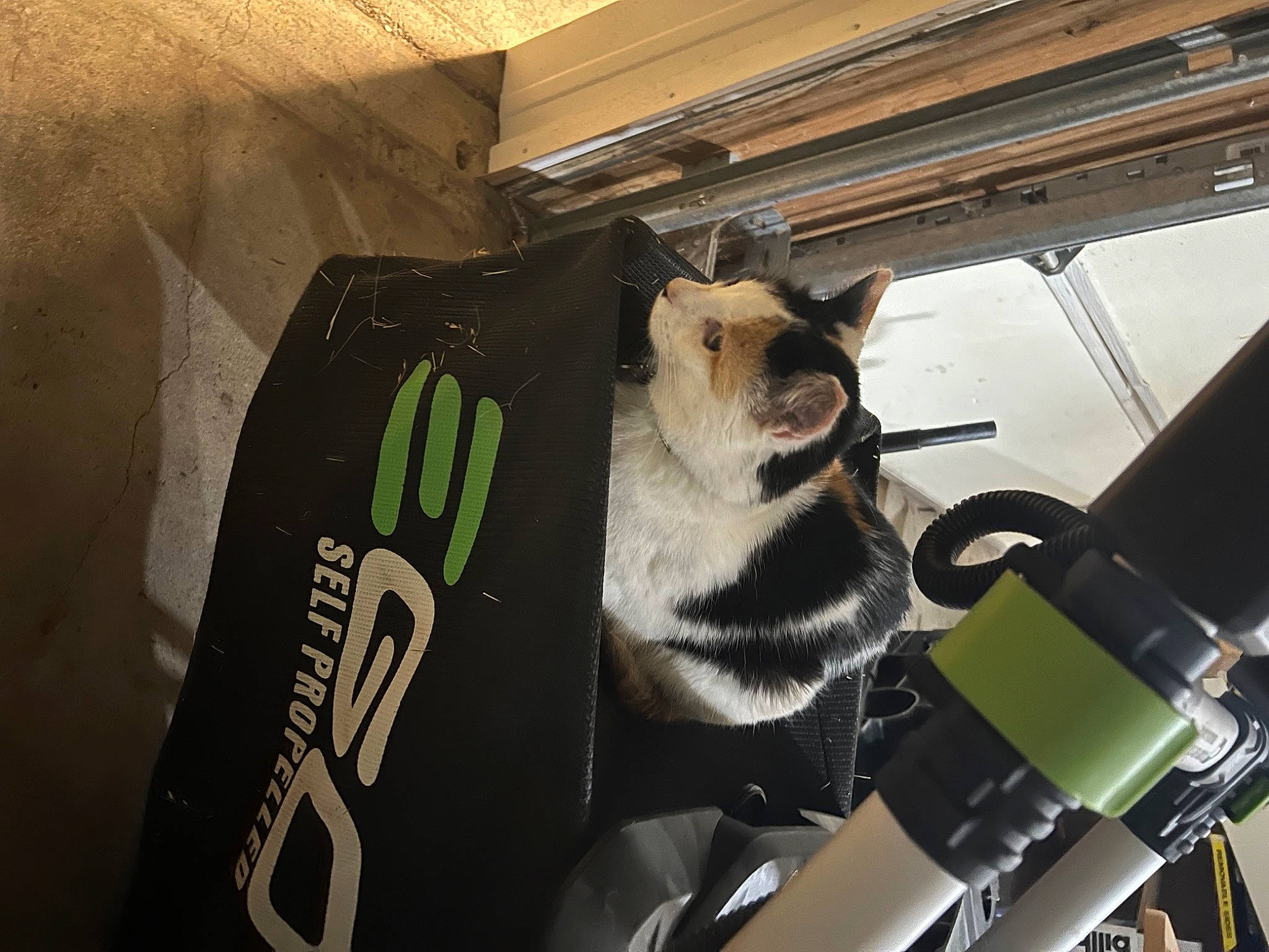Calico joined the competition — help win amazing prizes! audio_equipment, auto_part, automotive_design, automotive_exterior, automotive_tire, automotive_wheel_system, bumper, carnivore, eyewear, fur, hood, machine, metal, motor_vehicle, personal_protective_equipment, room, steering_wheel, vehicle, vehicle_door, windshield