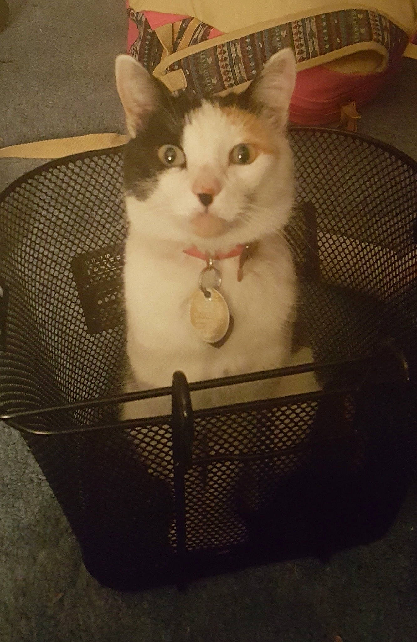 Calico is registered to the contest to win money with this photo: basket, box, carnivore, cat, cat_supply, chair, comfort, domestic_short_haired_cat, felidae, fur, mesh, metal, pet_supply, sitting, small_to_medium_sized_cats, snout, storage_basket, tail, whiskers, wicker