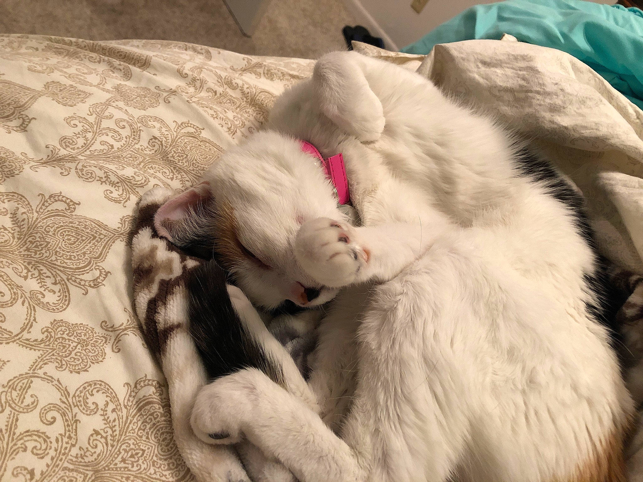 Calico joined the competition — help win amazing prizes! bored, canidae, carnivore, claw, comfort, companion_dog, dog_breed, felidae, fur, linens, nap, natural_material, non_sporting_group, paw, sporting_group, tail, terrestrial_animal, whiskers, working_animal