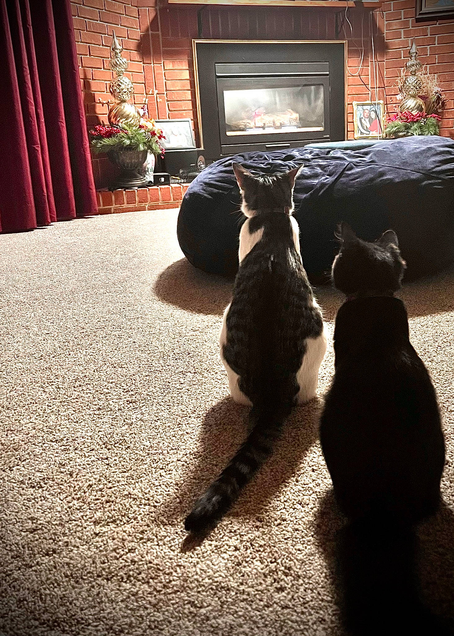 Minx is registered to the contest to win money with this photo: carnivore, companion_dog, dog, dog_breed, felidae, floor, flooring, grass, grey, hardwood, light, picture_frame, plant, small_to_medium_sized_cats, sporting_group, tail, tints_and_shades, toy, window, wood