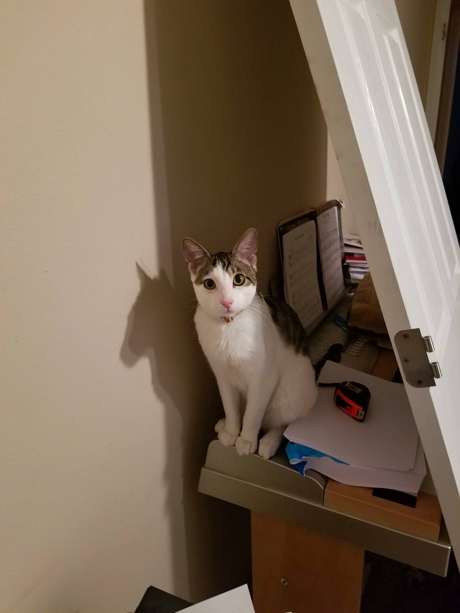 Minx is registered to the contest to win money with this photo: box, cardboard, carnivore, cat, curtain, domestic_short_haired_cat, door, felidae, fixture, hardwood, room, shelf, small_to_medium_sized_cats, stairs, tail, whiskers, window, wood