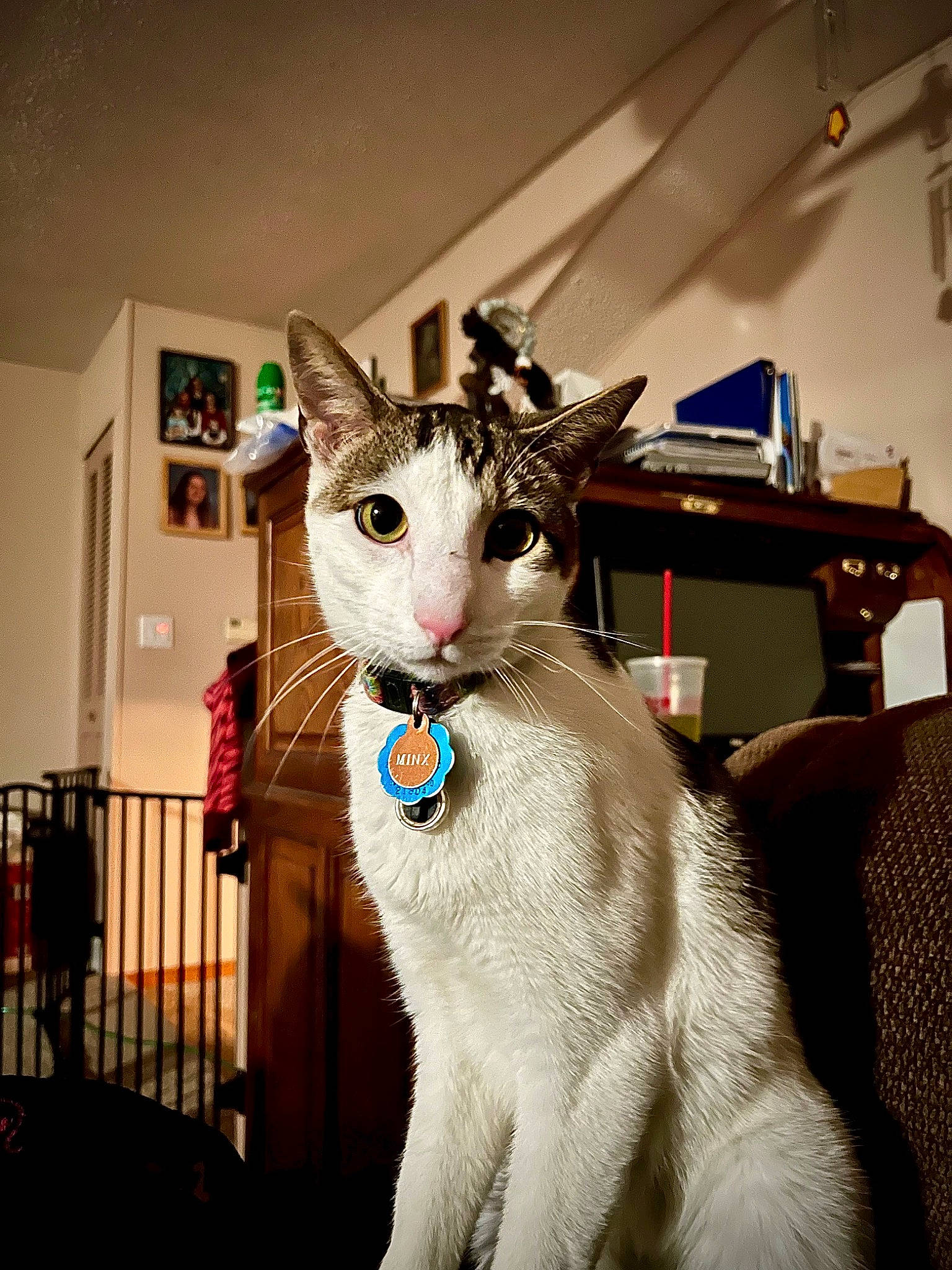 Minx is registered to the contest to win money with this photo: carnivore, cat, collar, domestic_short_haired_cat, fang, felidae, formal_wear, fur, jaw, paw, photo_caption, small_to_medium_sized_cats, snout, tail, thai, whiskers