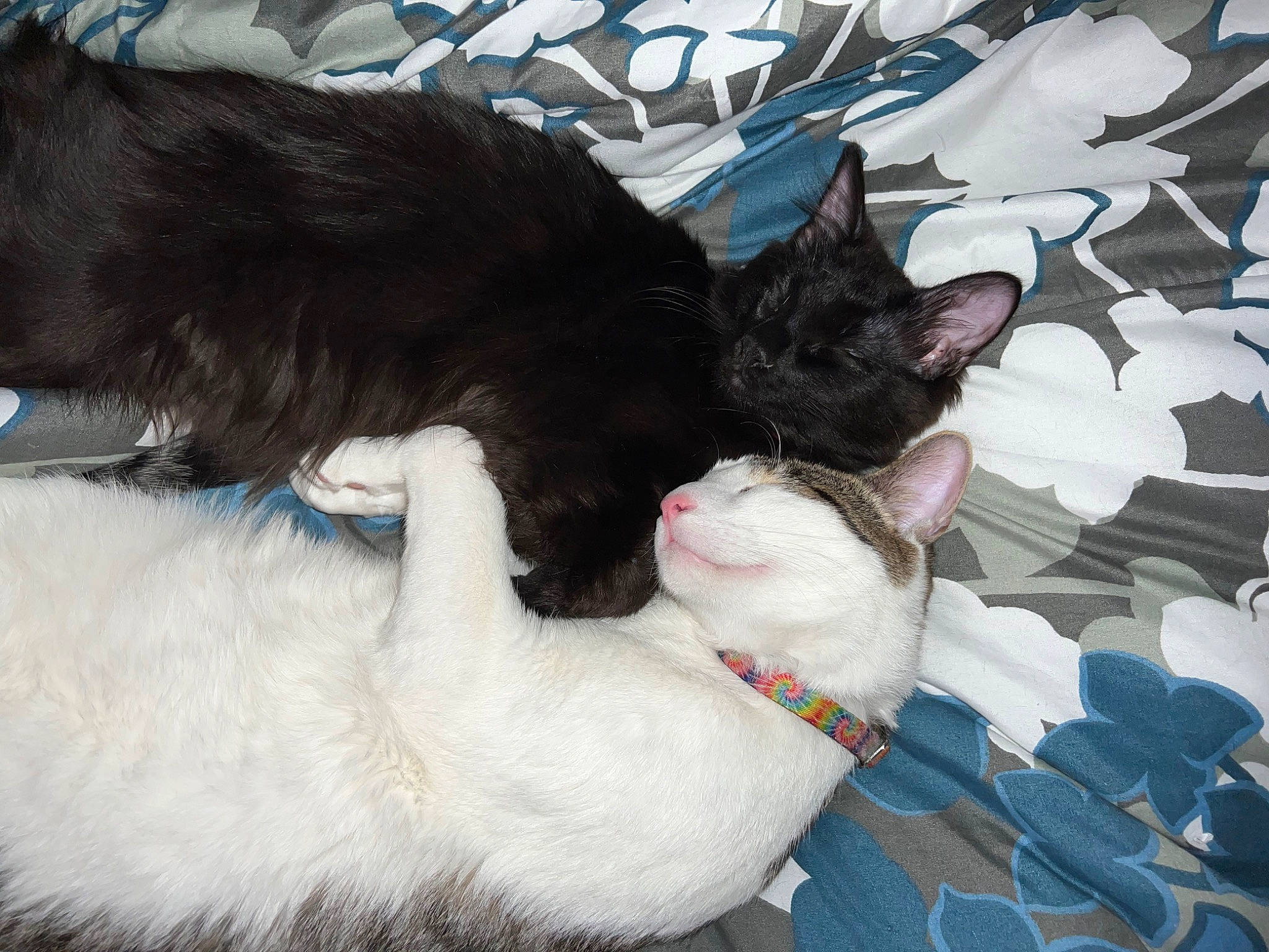 Minx joined the competition — help win amazing prizes! black_cat, carnivore, cat, claw, comfort, dog_breed, domestic_short_haired_cat, felidae, fur, gesture, lap, mammal, nap, paw, plant, small_to_medium_sized_cats, tail, tree, vertebrate, whiskers