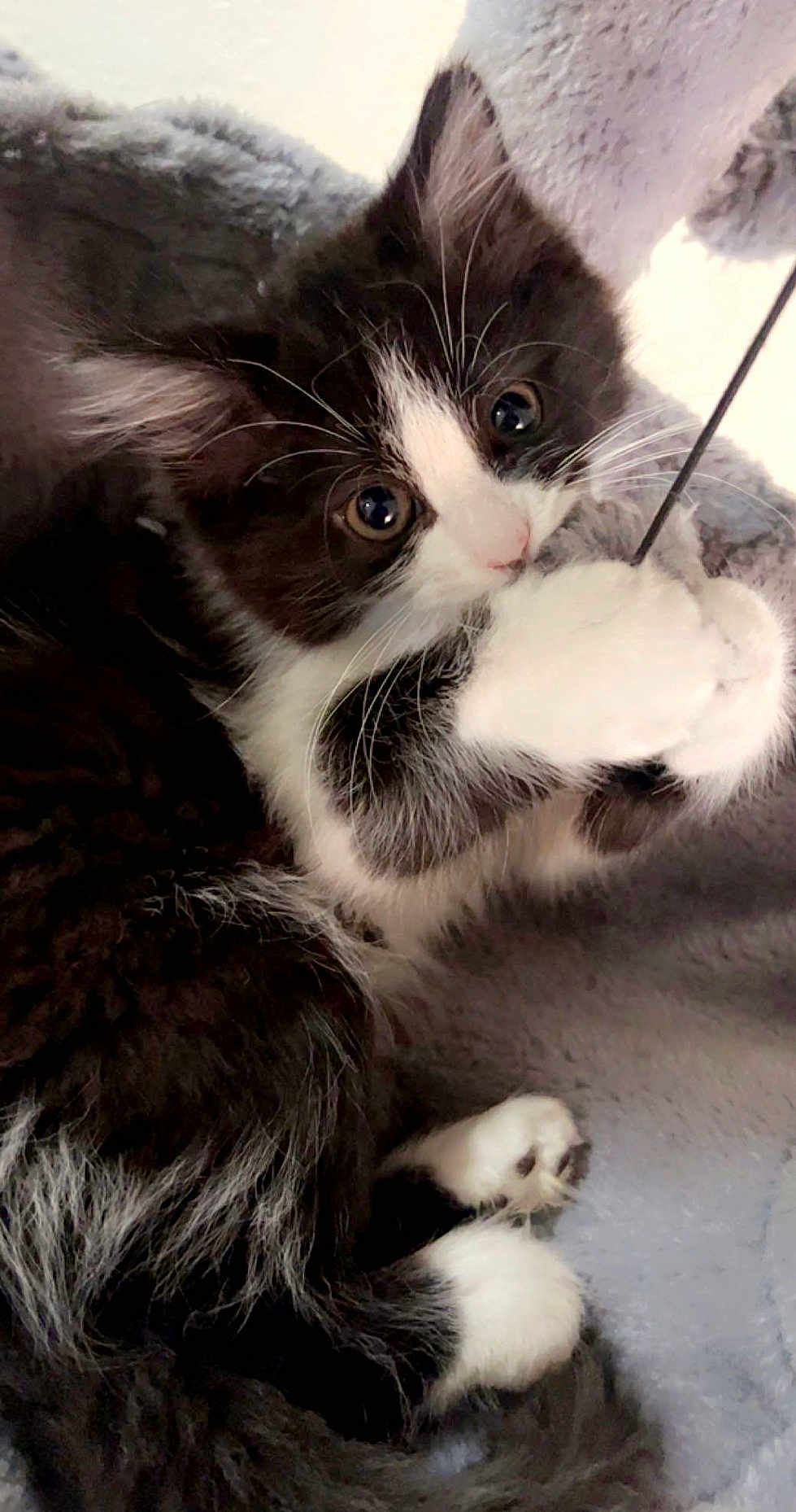 Stormi