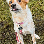 Nala joined the competition — help win amazing prizes! dog, grass, leaf, collar, leash, pet, animal, outdoor, brown, white, speckled, sitting, tongue_out, ears_up, cute, fur, nature, canine, ground, daylight