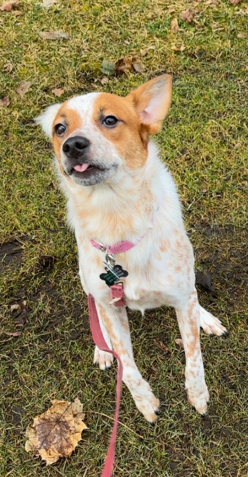 Nala