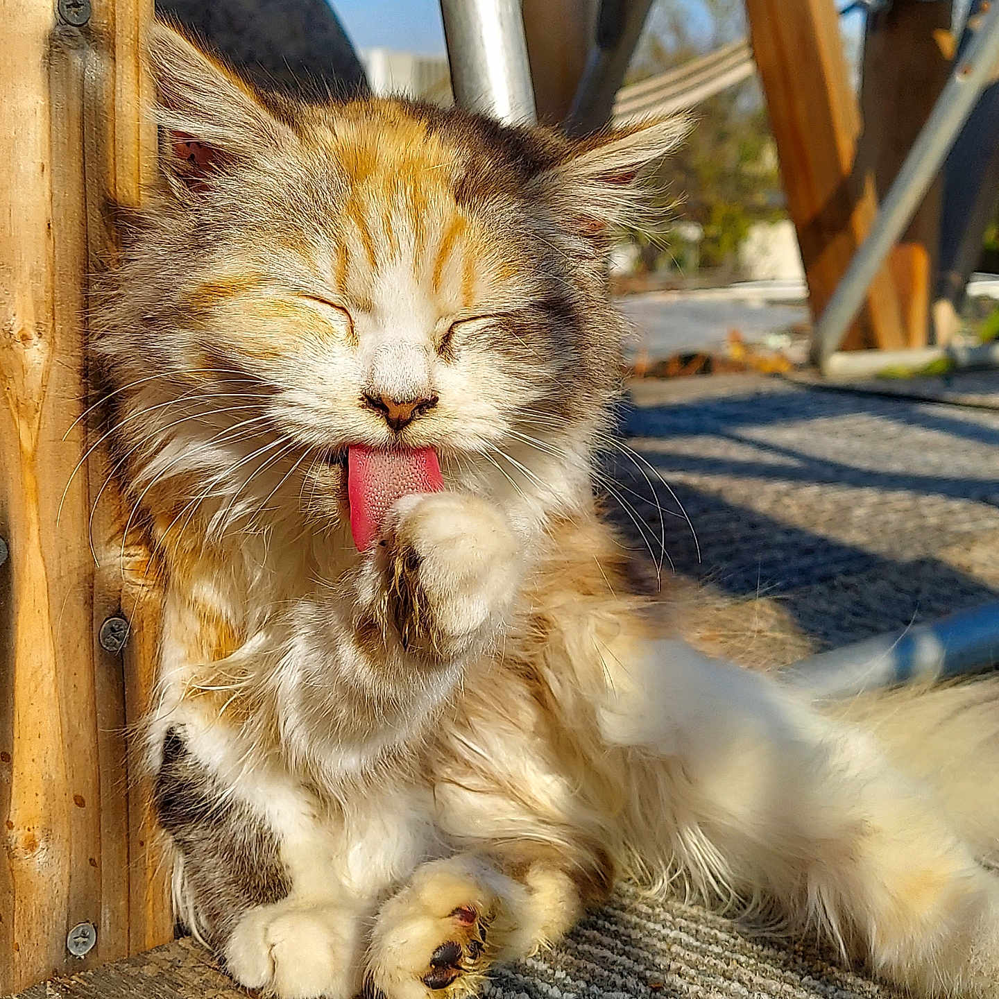 Simba is registered to the contest to win money with this photo: animal, cat, closeup, cute, daylight, feline, fluffy, fur, grooming, home, nature, outdoor, paw, pet, relaxed, resting, sunlight, tongue, whiskers, wooden_deck