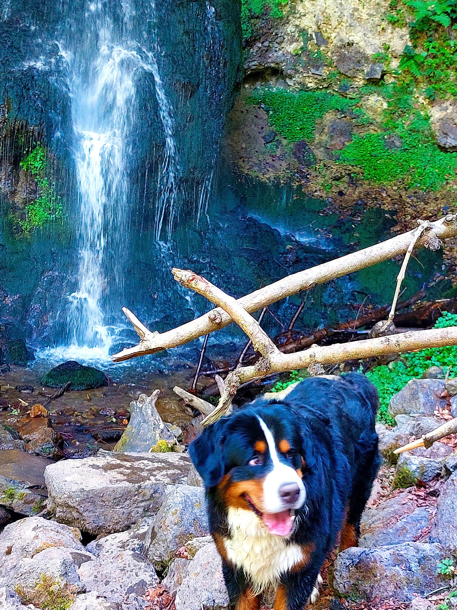 Poupy participe au concours pour gagner de l'argent avec cette photo : botany, canidae, carnivore, chute, companion_dog, dog, dog_breed, forest, natural_landscape, nature, plant, rock, sporting_group, spring, stream, tree, trunk, water, waterfall, wood
