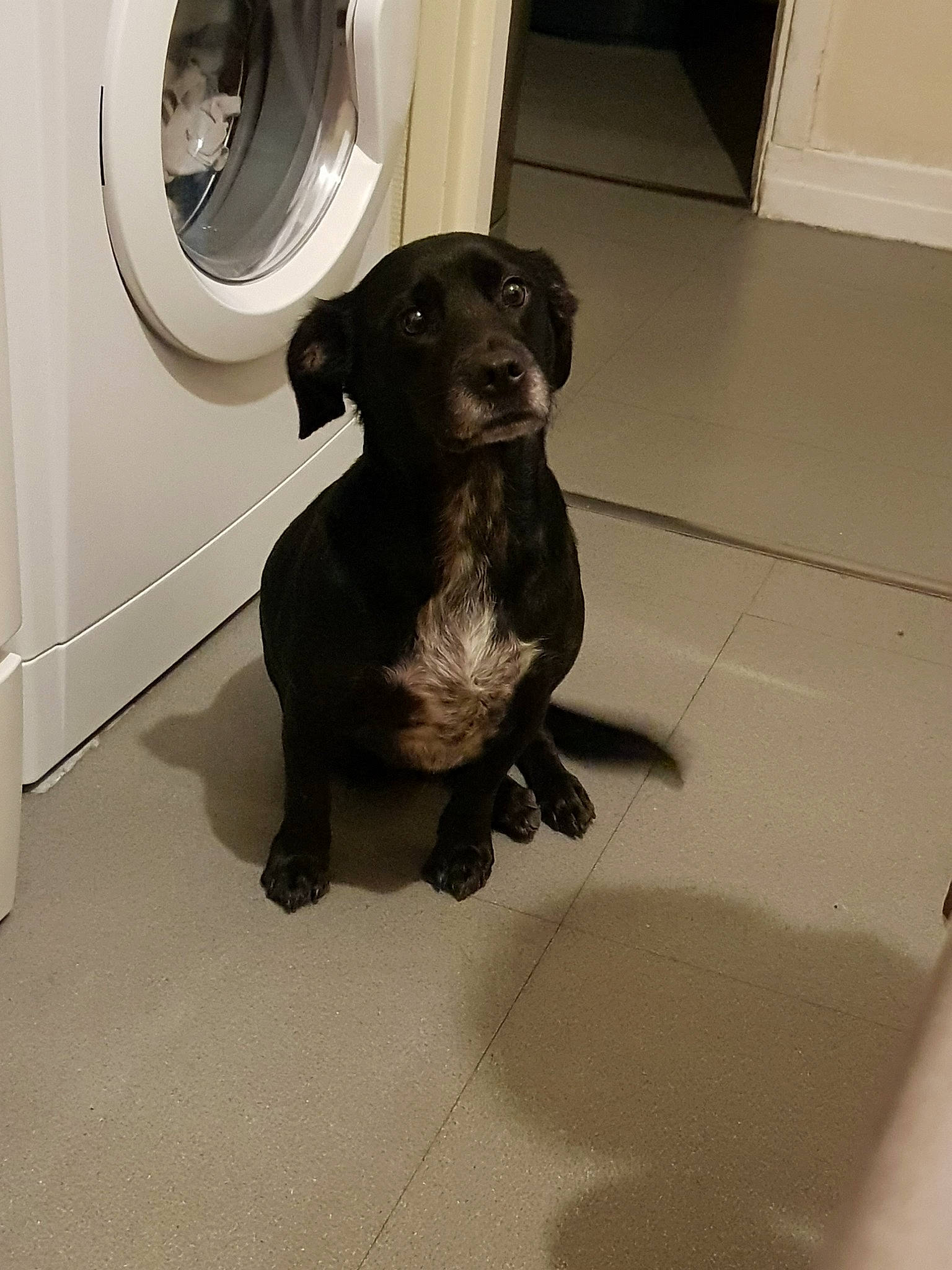 Junior participe au concours pour gagner de l'argent avec cette photo : beagador, borador, canidae, carnivore, companion_dog, dachshund, dog, dog_breed, flat_coated_retriever, floor, flooring, labrador_retriever, patterdale_terrier, puppy, retriever, snout, sporting_group, tile