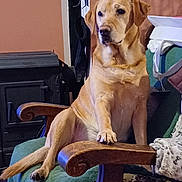 Moustache a rejoint le concours — aidez-le/la à gagner de superbes lots ! dog, labrador, pet, animal, indoor, chair, furniture, wood, green_blanket, paw, sitting, looking_away, cozy, home, warm_lighting, vintage, relaxed, domestic, canine, resting