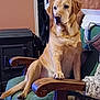 dog, labrador, pet, animal, indoor, chair, furniture, wood, green_blanket, paw, sitting, looking_away, cozy, home, warm_lighting, vintage, relaxed, domestic, canine, resting