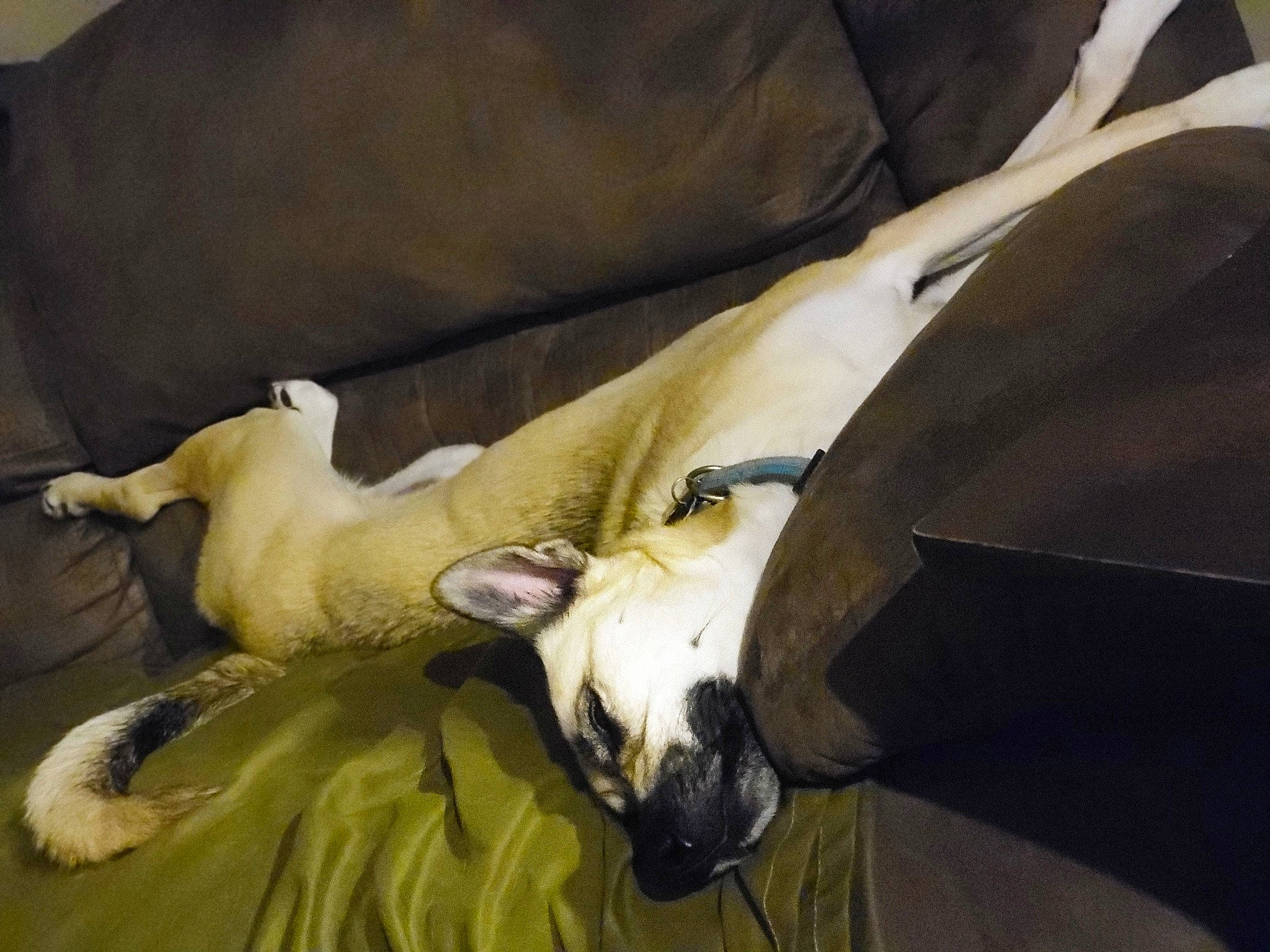 Stitch is registered to the contest to win money with this photo: bone, canidae, carnivore, comfort, companion_dog, couch, dog, dog_breed, fawn, felidae, fur, guard_dog, linens, non_sporting_group, sighthound, sporting_group, toy_dog, whiskers, working_animal