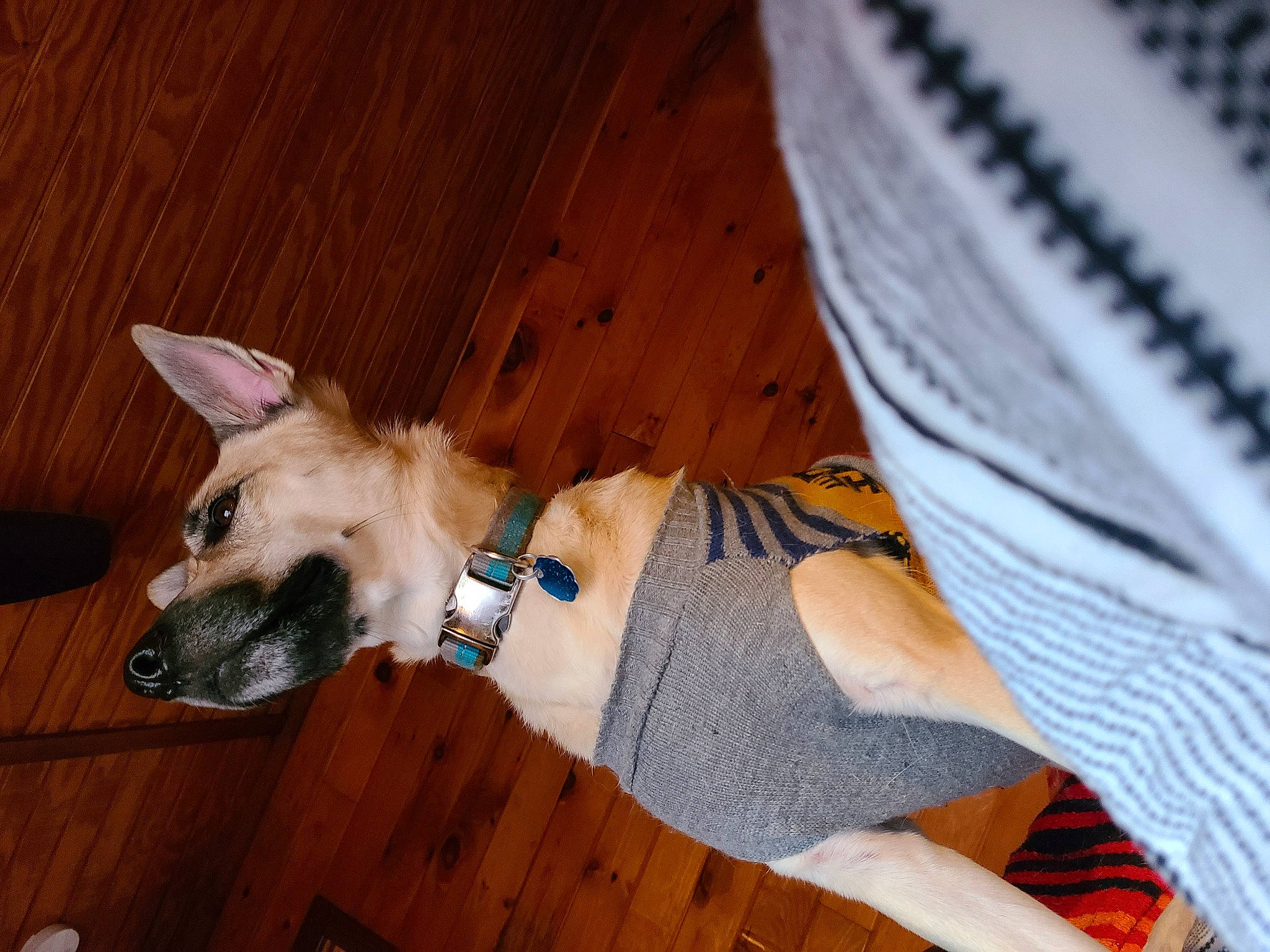 Stitch joined the competition — help win amazing prizes! canidae, carnivore, collar, comfort, companion_dog, dog, dog_breed, dog_clothes, dog_supply, fawn, flooring, hardwood, human_leg, party_hat, pattern, sighthound, sporting_group, tail, wood, working_animal