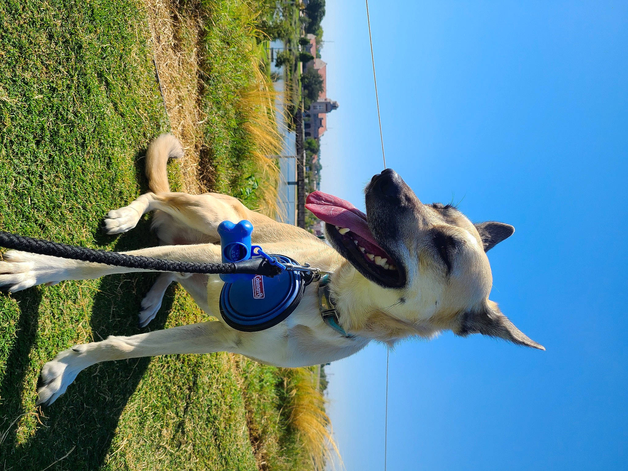 Stitch joined the competition — help win amazing prizes! adventure, canidae, carnivore, collar, companion_dog, dog, dog_breed, dog_collar, electric_blue, fawn, grass, happy, leisure, pet_supply, plant, recreation, sky, sporting_group, tree, working_animal